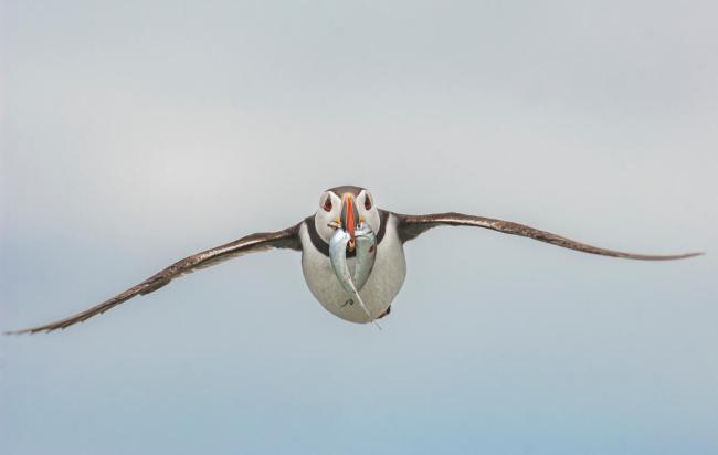 All about puffins hotsell